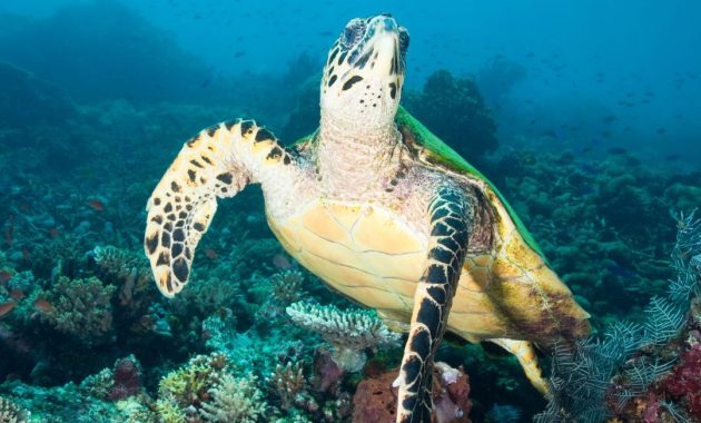 Manfaat Kolagen Laut bagi Kesehatan