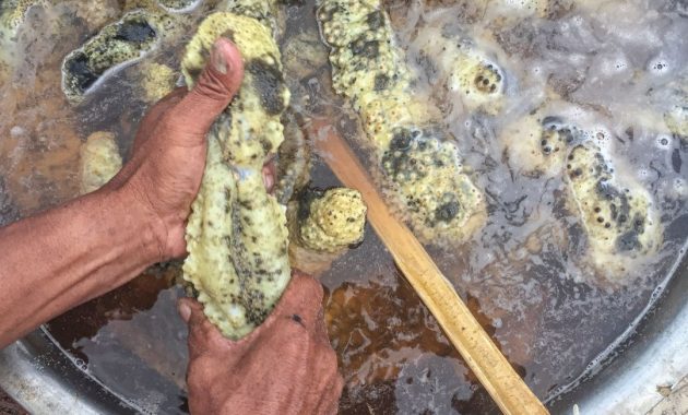 Kandungan Teripang Emas