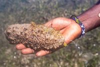 IMG-20231116-WA0041 Kandungan Teripang Emas