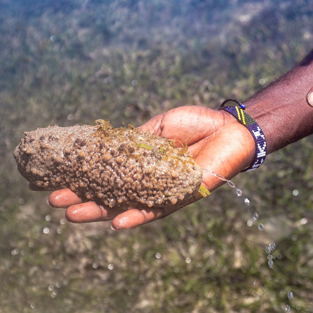 IMG-20231116-WA0041 Kandungan Teripang Emas