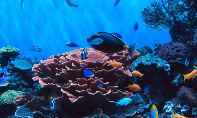 Jerawat, Pencegahan, dan Pengobatan dengan Serum